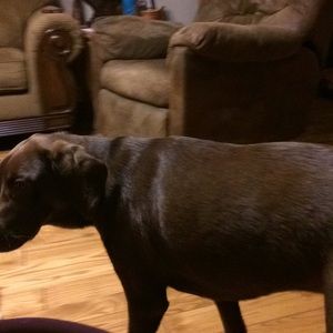 Meet your Posher, Betsy